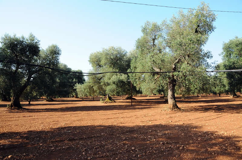 Il Territorio - La Tenuta Arcangelo è situata in un contesto naturalistico tipico della Puglia e dell’Alto Salento: circondata da una distesa di verdi colline e alberi di ulivi secolari, località dal fascino inconfondibile e caratterizzata da varia natura, cultura, arte e enogastronomia